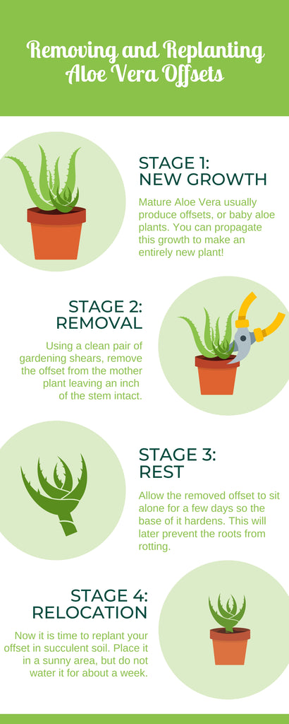 A Step-by-Step Guide to Repotting Aloe Vera (+ 5 Best Practices