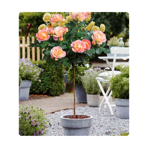 Peach sunblaze rose tree potted in cottage garden