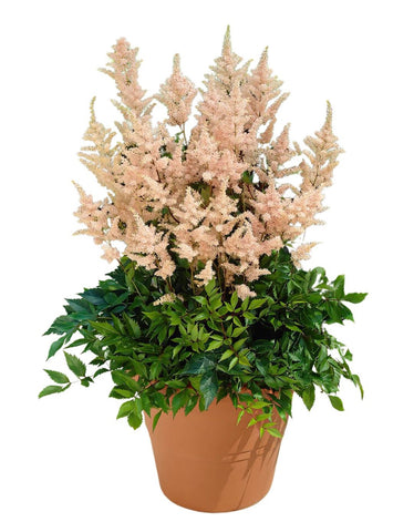 astilbe peach blossom