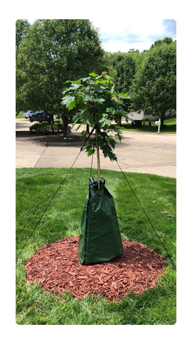 young october glory maple tree staked and bagged with dewitt dew right tree watering bag