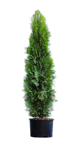 emerald green arborvitae growing tall and vibrant in a black nursery pot