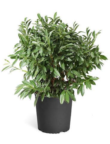 skip cherry laurel evergreen shrub in 3 gallon black nursery pot