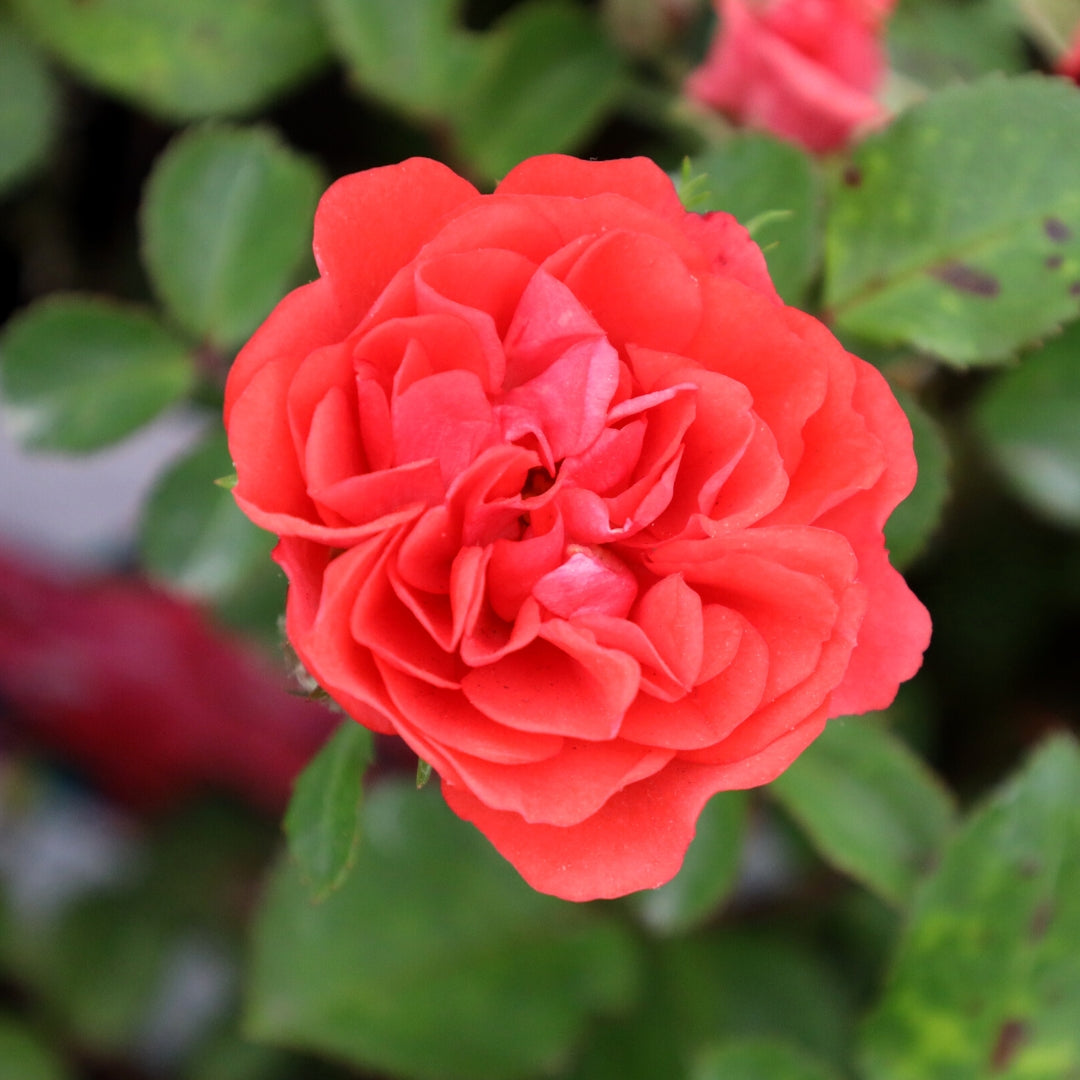 Image of Coral Drift® Rose