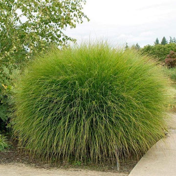 Miscanthus Gracillimus Maiden Grass