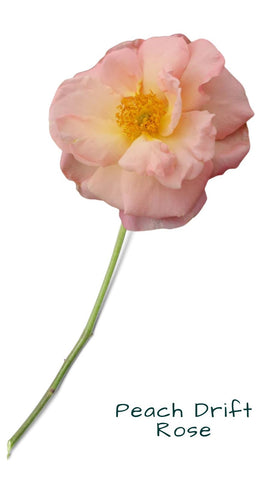 peach drift rose