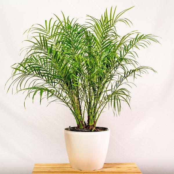 Pygmy Date Palm