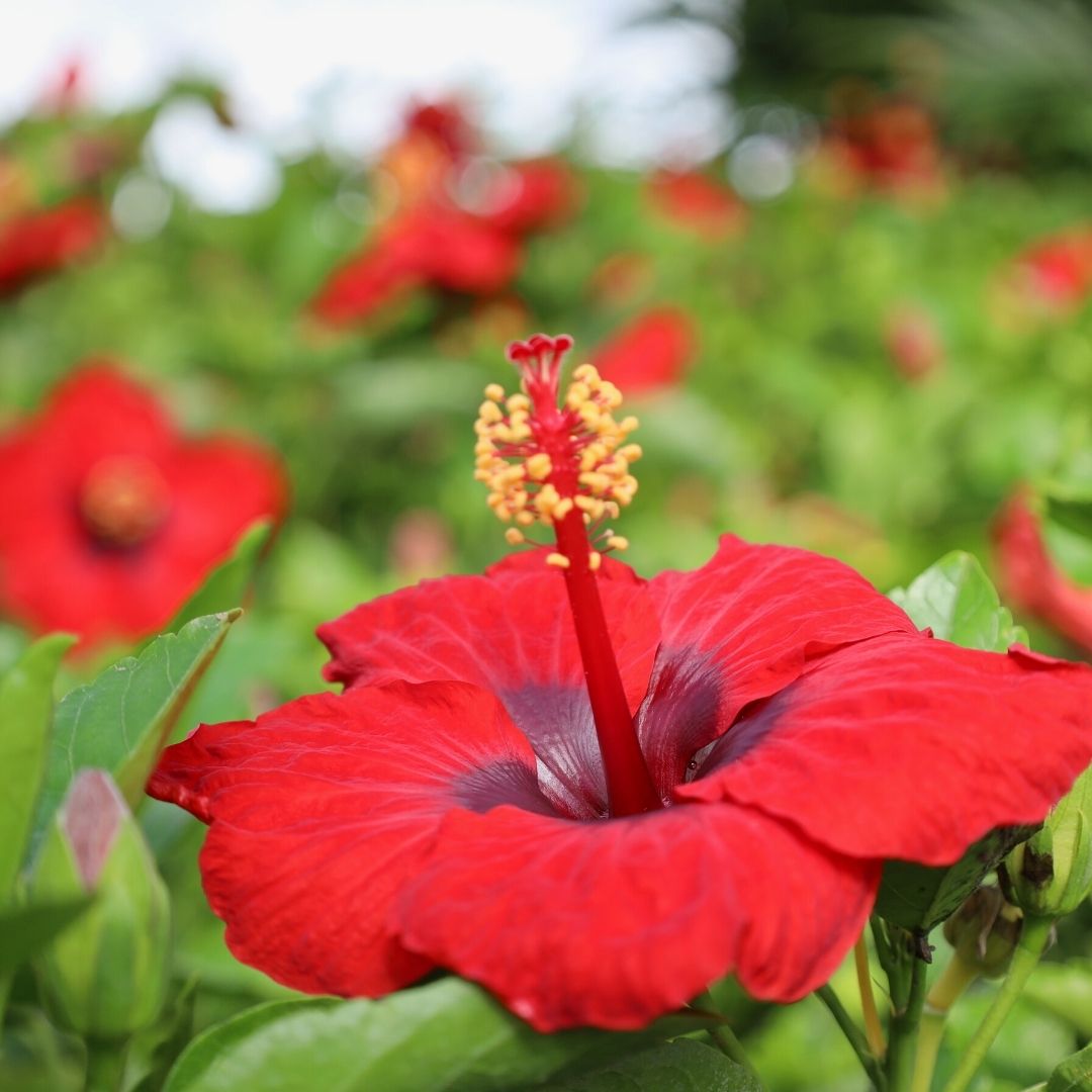 Image of Red<BR> Hibiscus