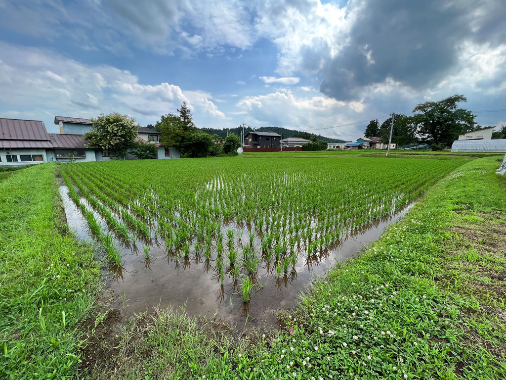 Rice fields in Iwate