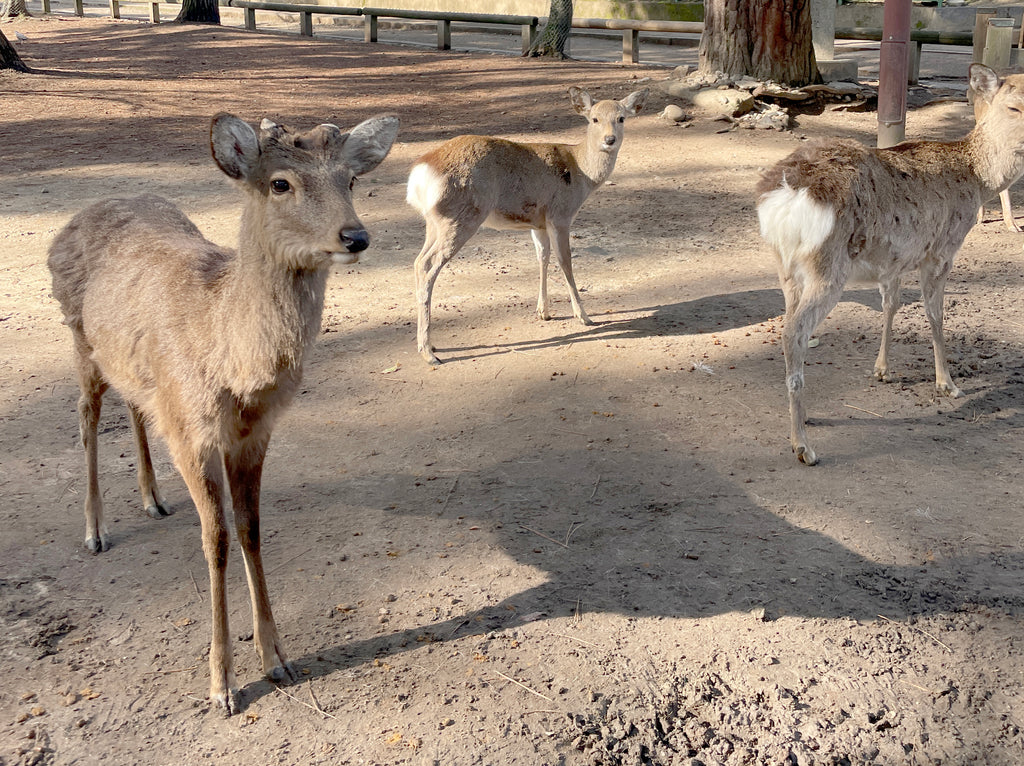 Deer at Todaiji