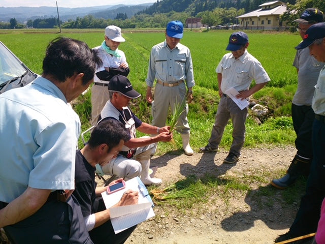 The Tenju Sake Rice Study Group in Akita studying stalks of Miyama Nishiki