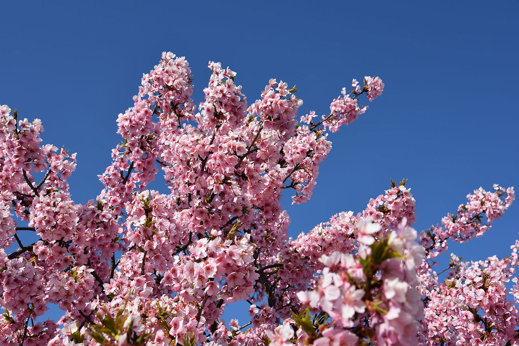 Early spring sakura in the Yoshino District