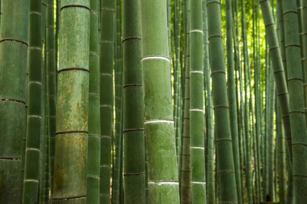 Buy Bamboo online Bamboo For Sale