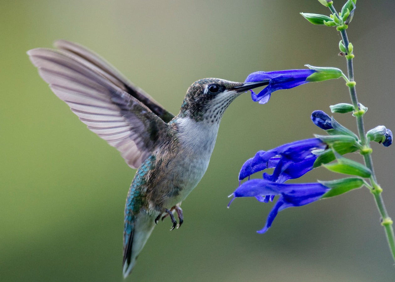 Female Ruby throated hummingbird with Blue Salvia guaranitica