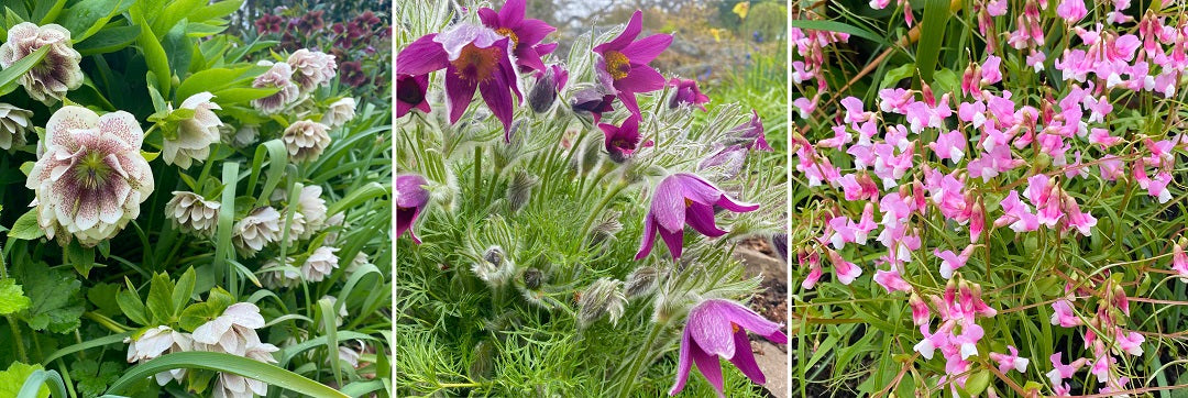 Abkhazi garden in Victoria BC