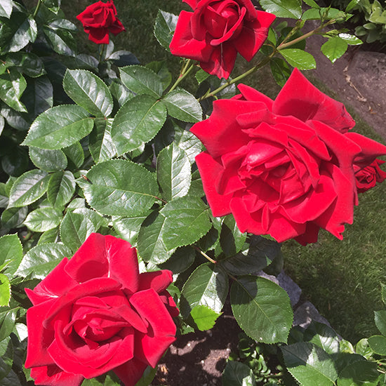 Diane Kennedy Blog Roses - Desmond Tutu Rose