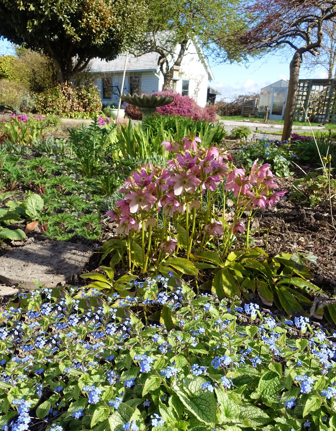 Spring flowers blooming at London Heritage Farmhouse
