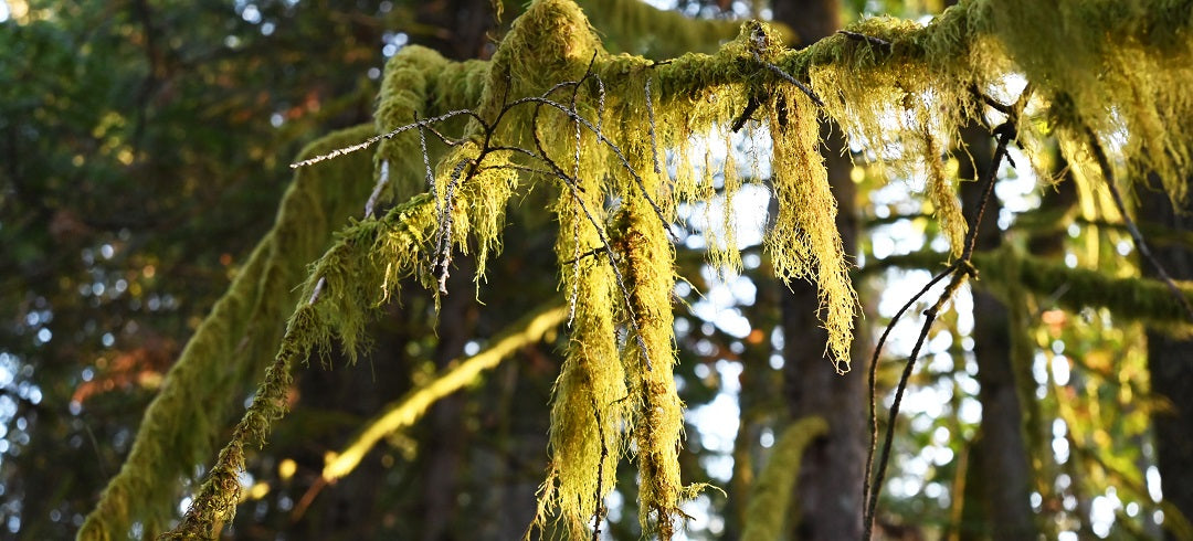 moss hanging from trees