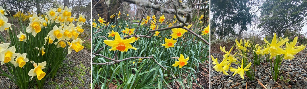 Daffodils in Beacon Hill Park Victoria BC