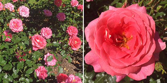 Diane Kennedy Blog Roses - DeeLish Rose