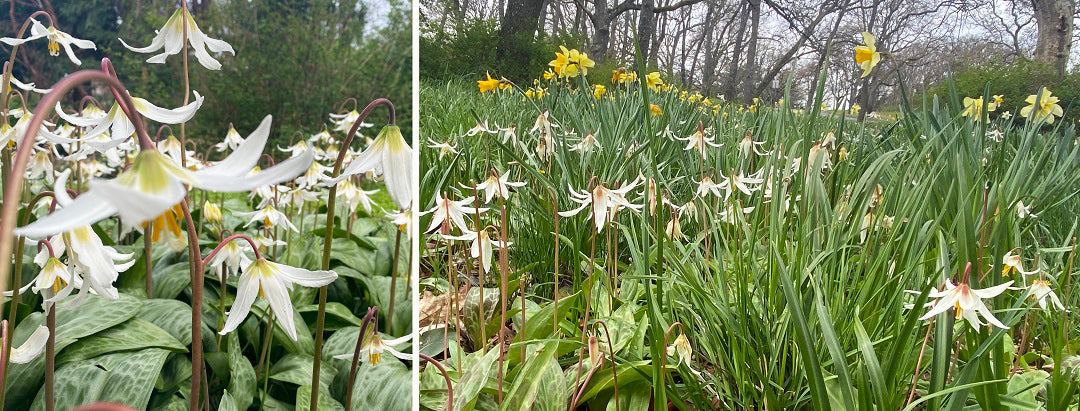 Fawn lilies in Beacon Hill Park Victoria BC