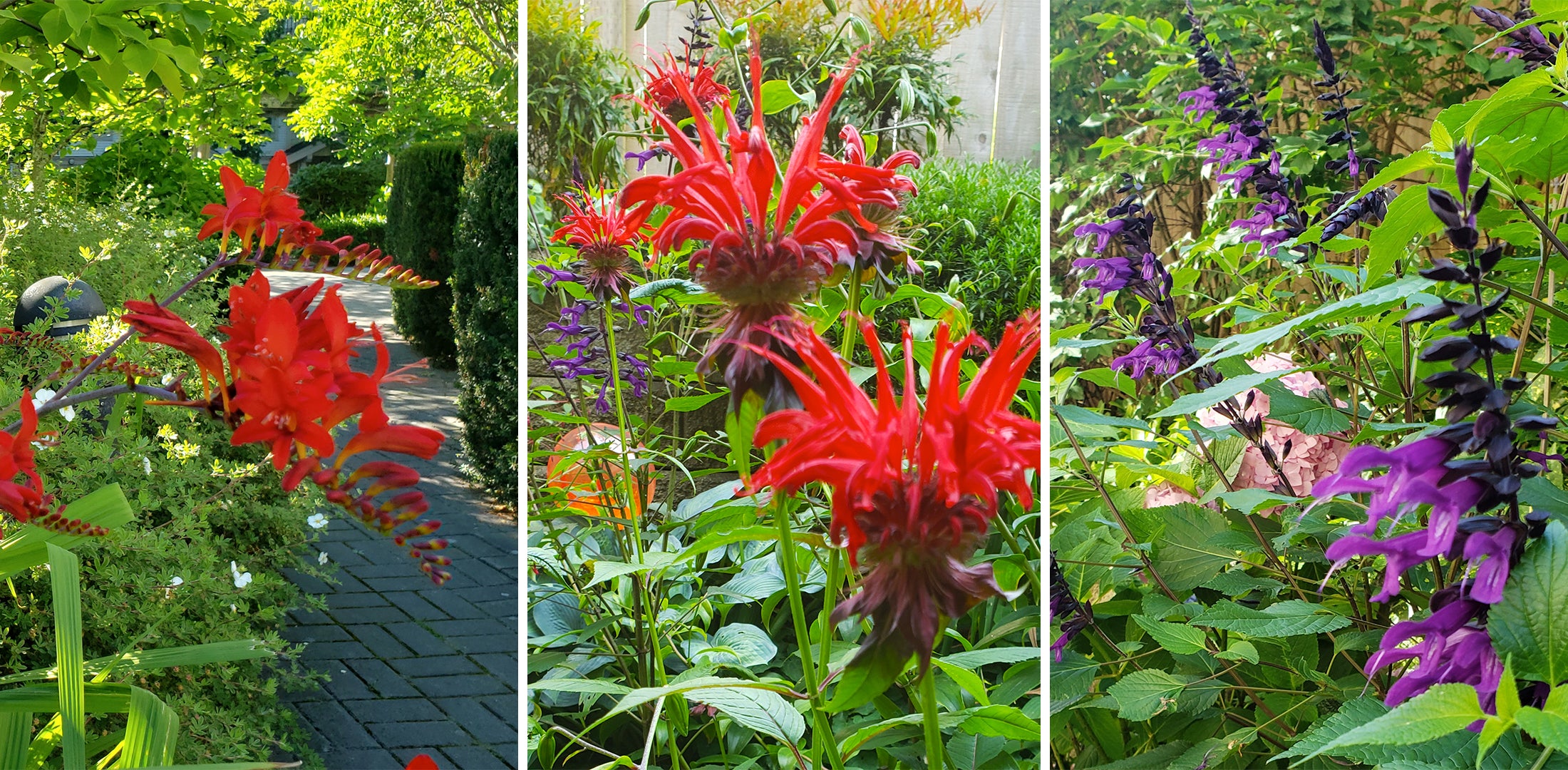 Monarda, Crocosmia, and Salvia Guaranitica