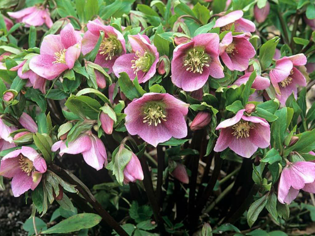 Pink Hellebore