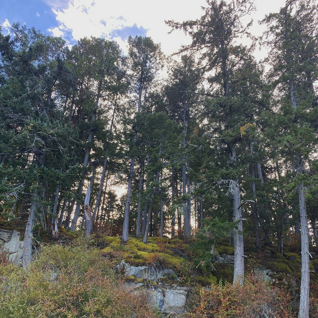 Mature Douglas fir tree near Yellow Point Lodge
