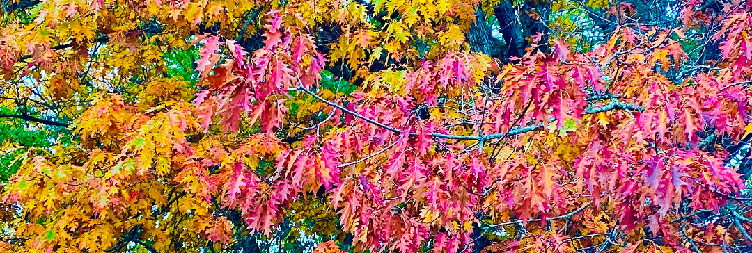 mature oak trees in fall colour