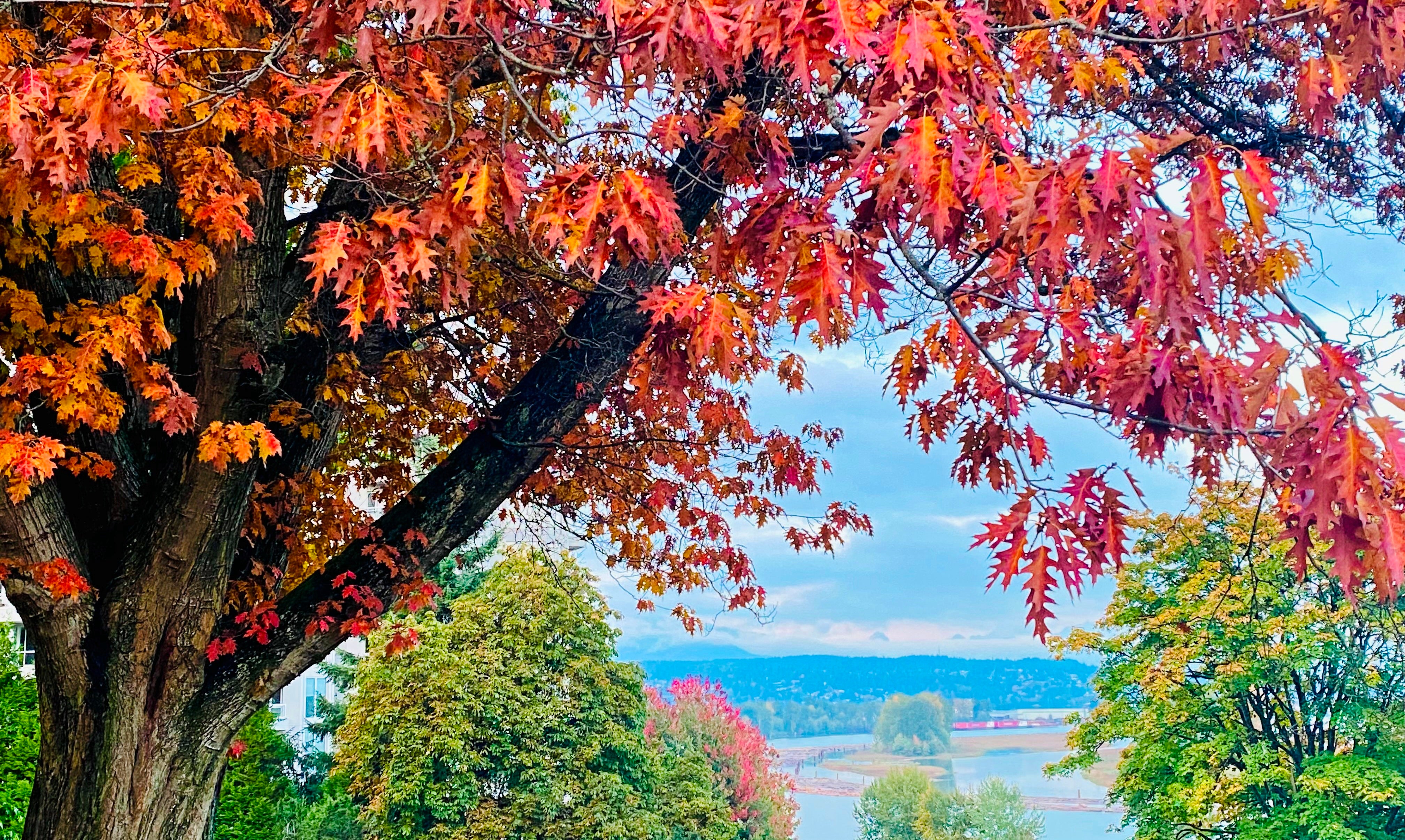 Mature oak tree showing it's fall colour