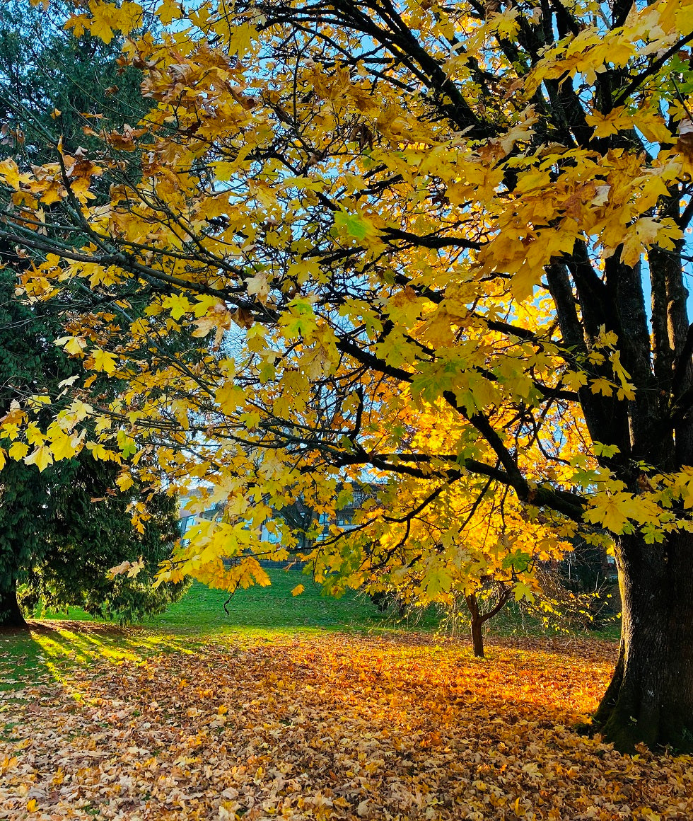 Mature maple tree with yellow autumn leaves