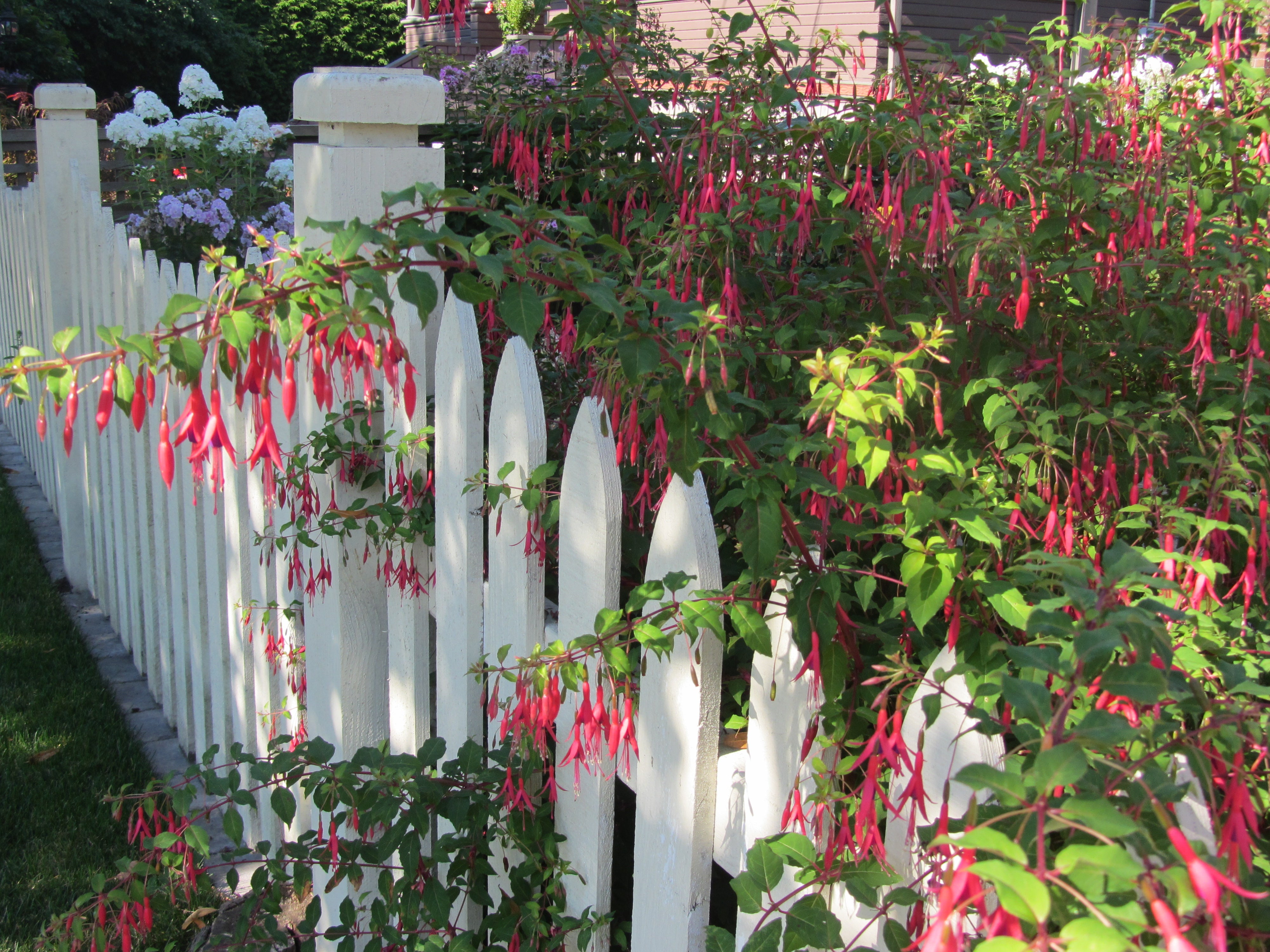 Hardy Fuchsia magellanica