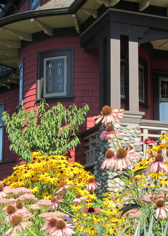 Purple Coneflower (Echinacea) echos the colour of the house here. Black Eyed Susan " Rudbeckia Goldstrum" adds the bright, brassy yellow