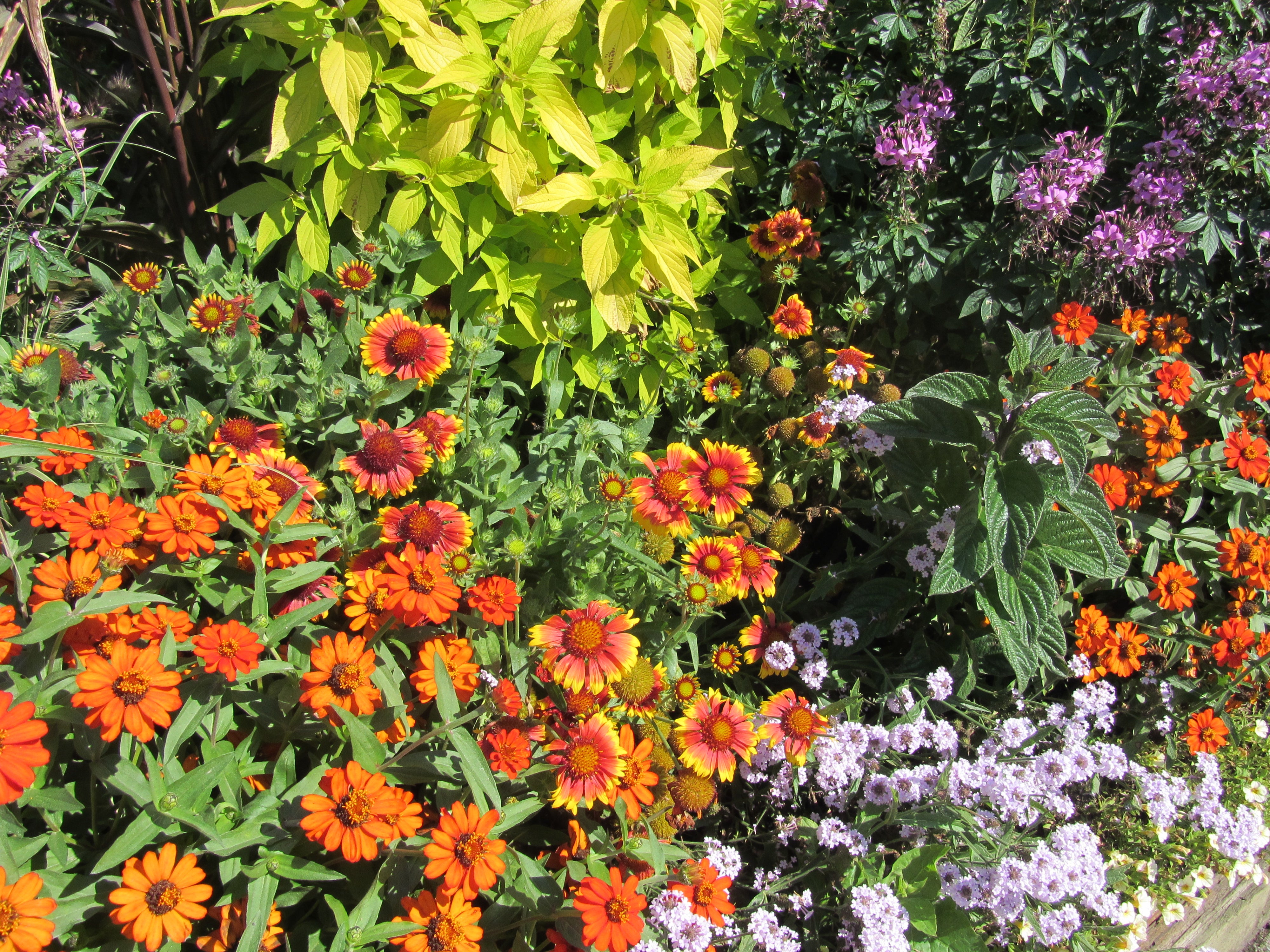 Gallardia (Blanket Flower) surrounded by annuals (orange Zinnias, pale mauve Verbena and Magenta Cleome)