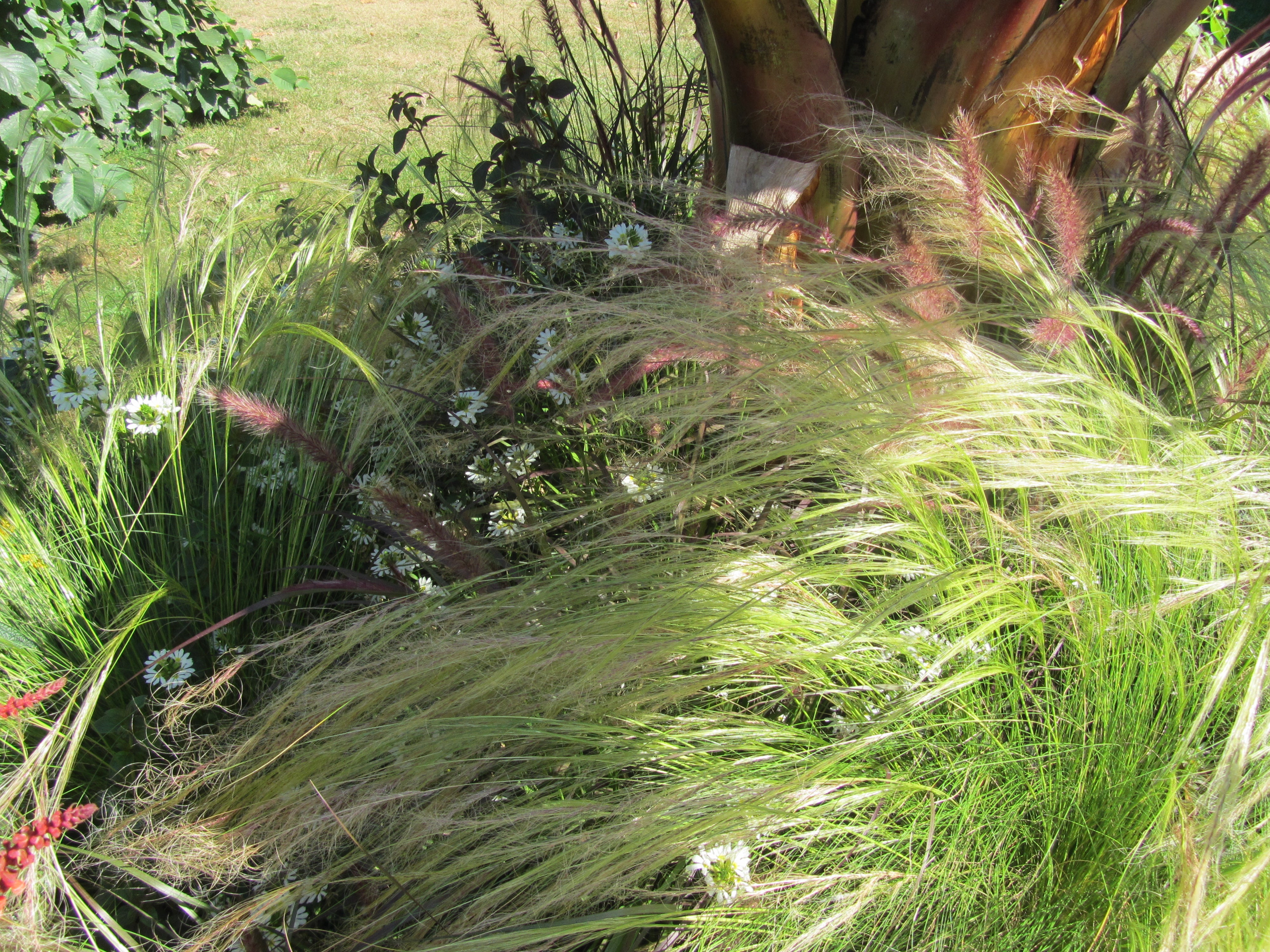 Ornamental grasses