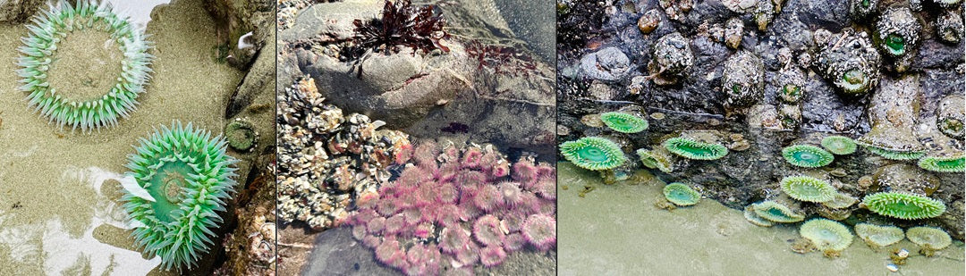 Cox Bay Beach, Tofino BC