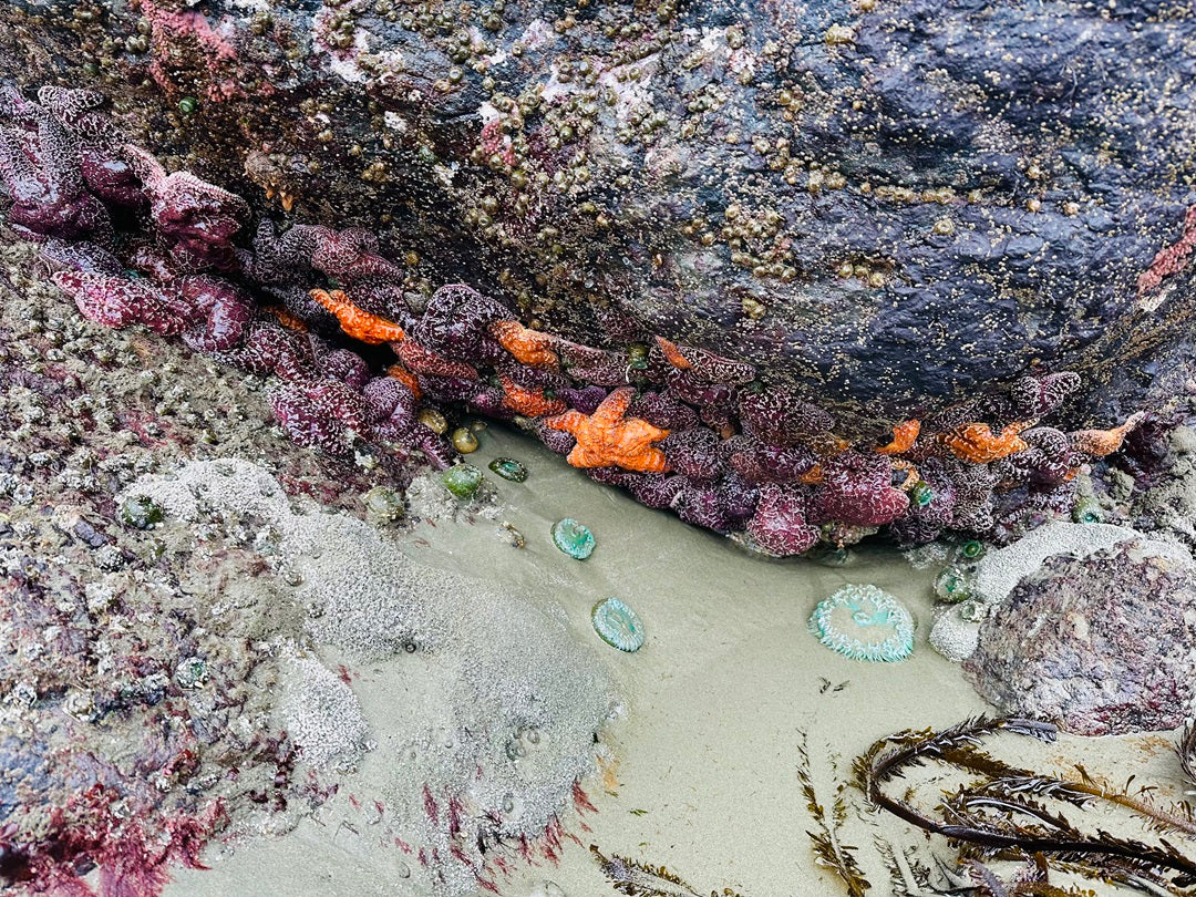 Frank's Island, Chesterman's Beach, Tofino BC