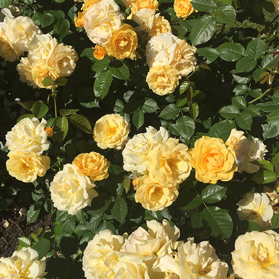 Diane Kennedy Blog Roses - Julia Child Rose