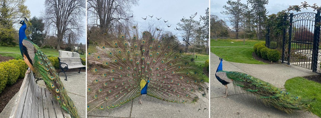 Peacock in Beacon Hill Park Victoria BC