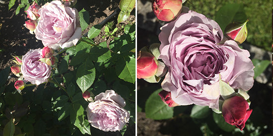 Diane Kennedy Blog Roses - Poseidon Rose