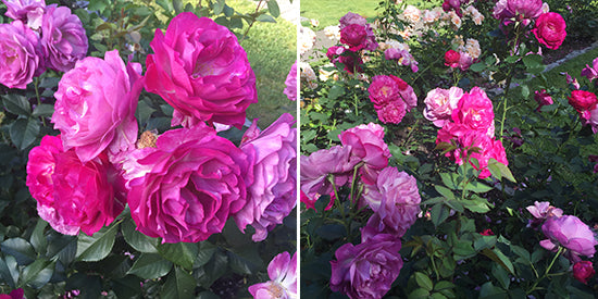 Diane Kennedy Blog Roses - Wild Blue Yonder Rose