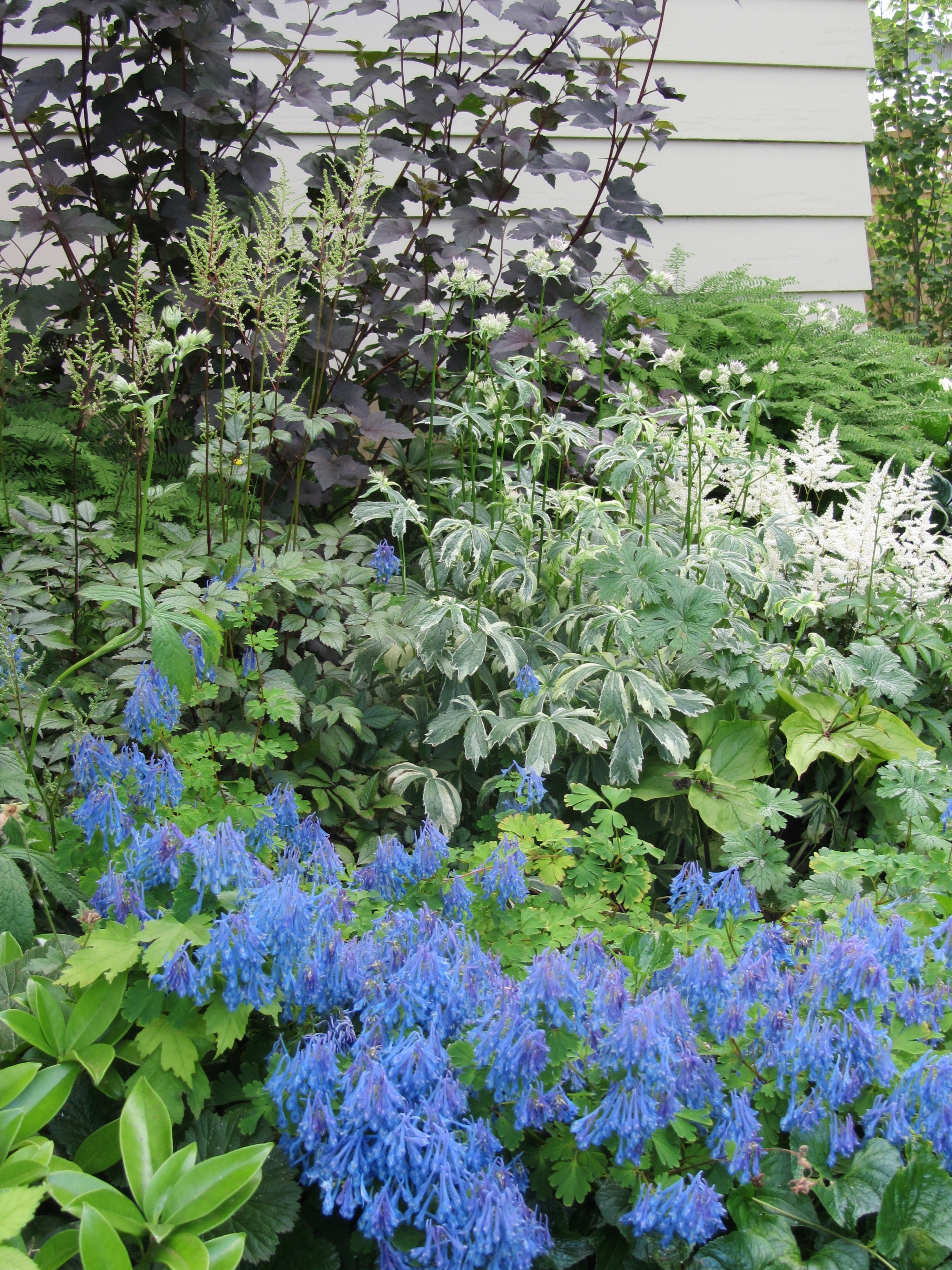 Shade Garden with Corydalis "Blue Panda'