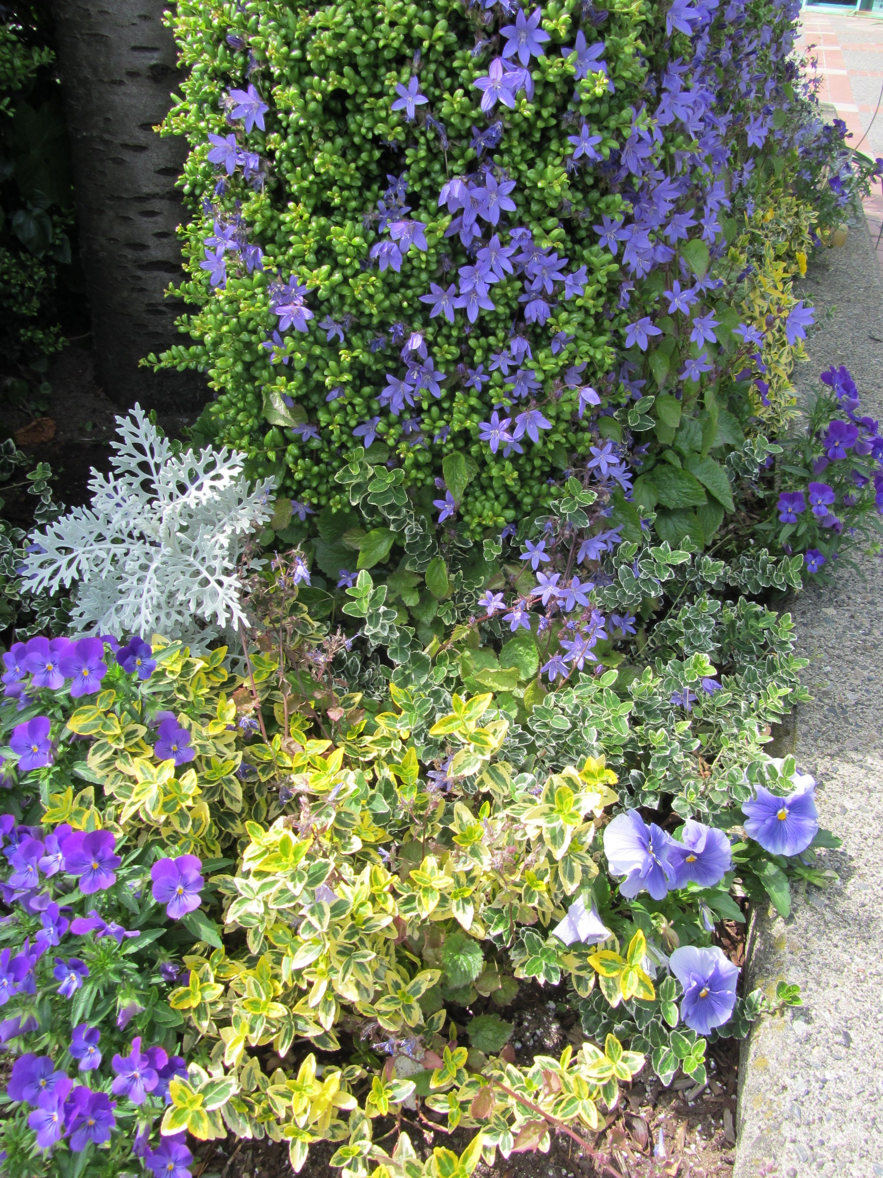 Campanula Persifolia or "Peach Bells"