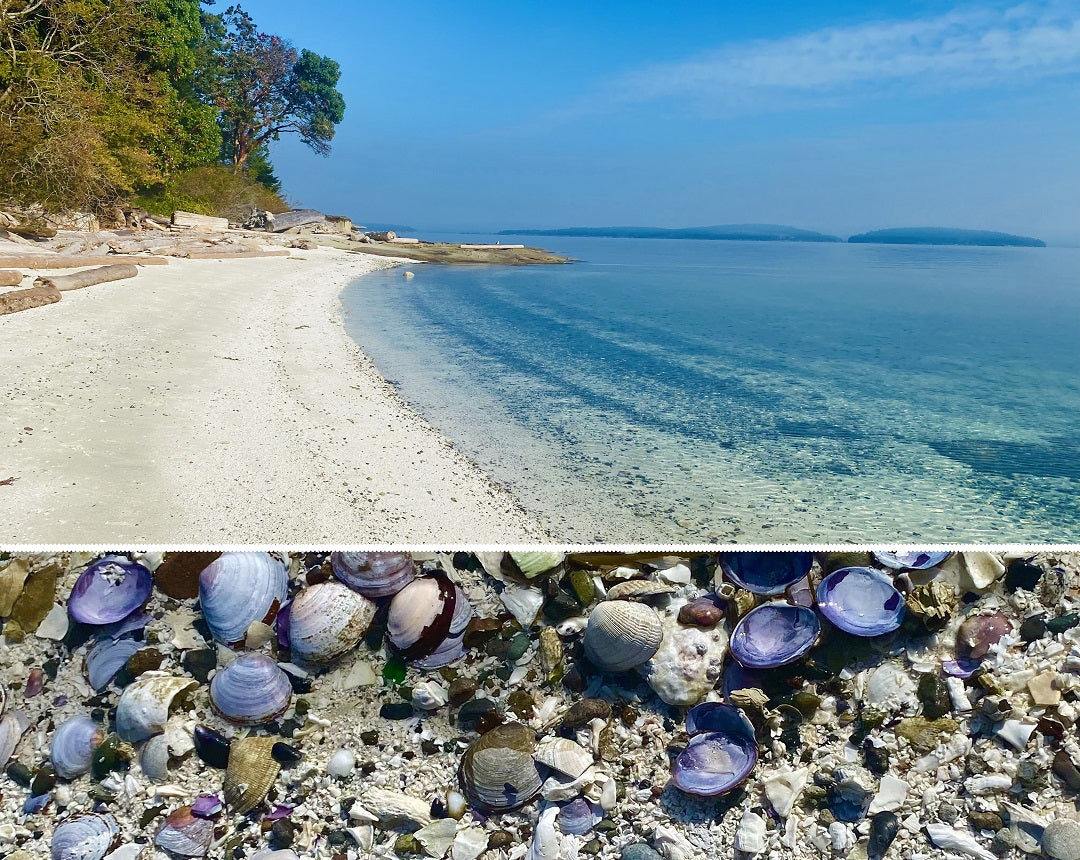 Shell beach at Yellowpoint lodge