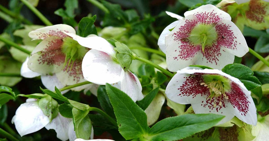 White Hellebore with red spots