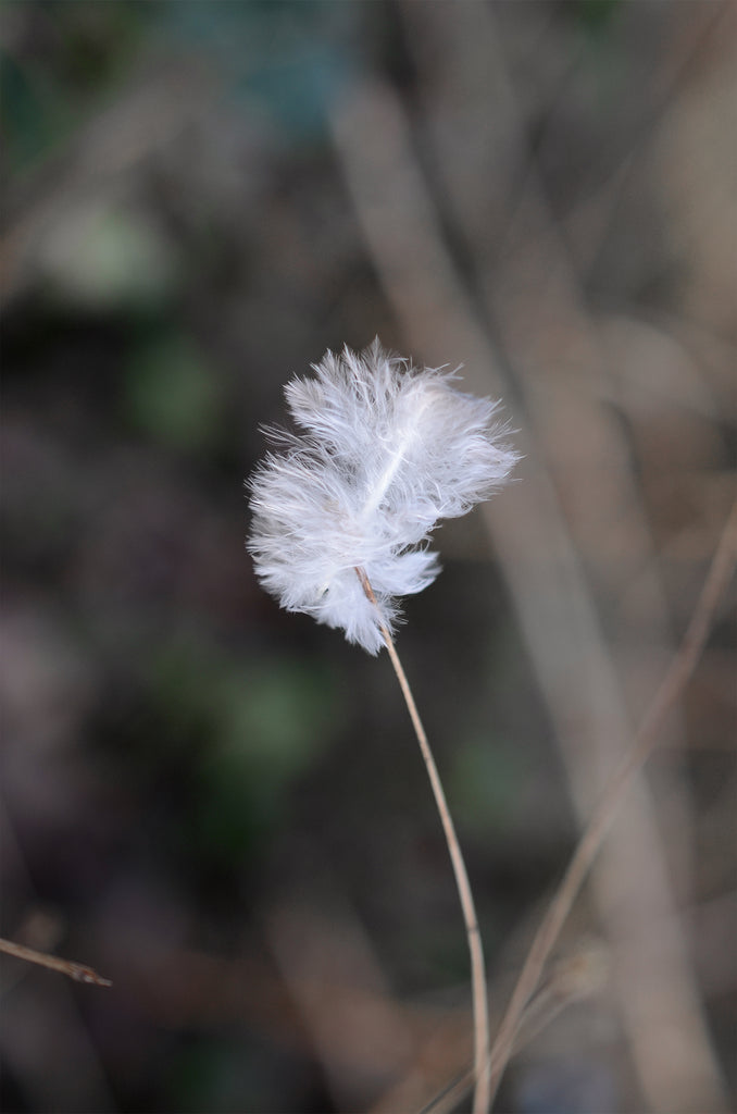 Macro Feather Photography Practice