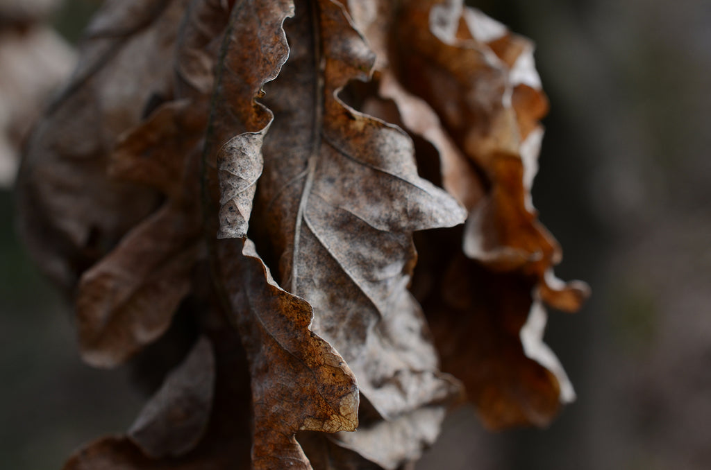 Macro leaf photography practice