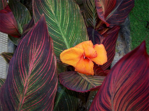 Canna African Sunset