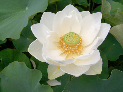 Asiatic White Lotus