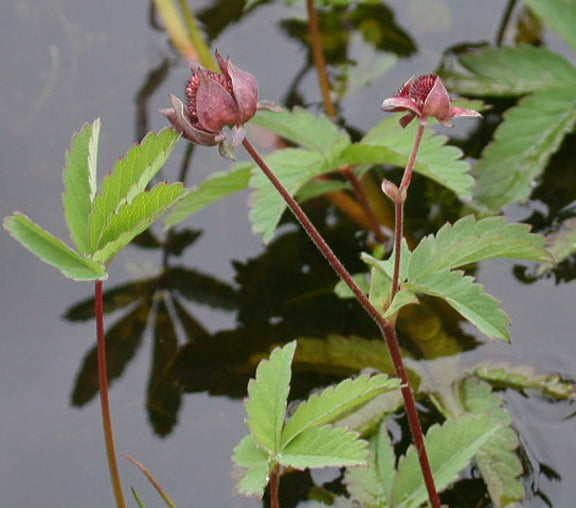 Bog Strawberry