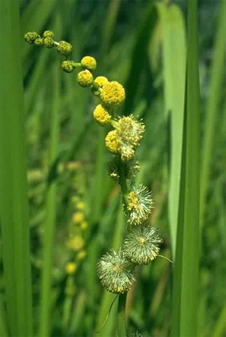 Burr-Reed